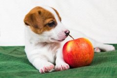 狗狗可以吃苹果吗（讨论
