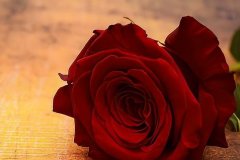 19朵玫瑰花的含义介绍 （