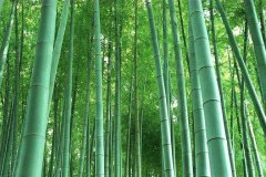 竹子是属于草还是树（揭