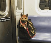 地铁是否接受宠物乘坐（