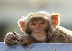 猴子的寿命一般有多长（