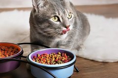猫一个月需吃多少粮（指