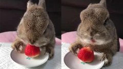 兔子可食用水果有（列举