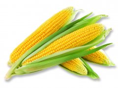 玉米的常温保存时间（玉