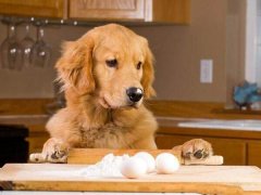 幼犬每天喂食一个蛋黄是