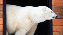 北极熊的毛色是什么（揭