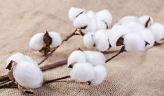 珠地棉与纯棉哪个更优质