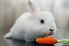兔子喜好食物介绍（对兔