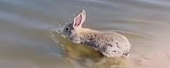 <strong>兔子会游泳吗（了解兔子</strong>