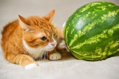 <strong>猫最爱吃的10种水果（有哪</strong>