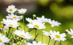 白色雏菊的寓意和花语（