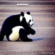 大熊猫能活多少年（影响