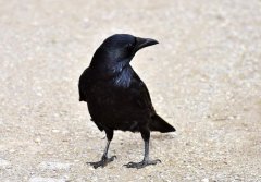 不同种类的黑色鸟（介绍