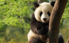 大熊猫常见于哪个地方（
