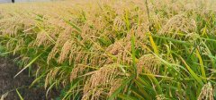 旱稻的种植时间和方法（