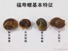 福寿螺为什么不能吃？福
