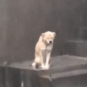 淋雨狗表情包，淋雨小狗