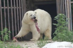 北极熊的食物种类（介绍
