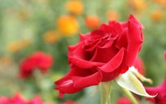23朵玫瑰花的意义（解释