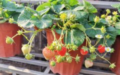 草莓的种植方法（春天阳