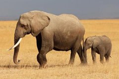 大象的寿命大约多少年（