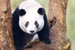 大熊猫性格特点剖析（分