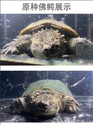 佛鳄龟的生长能达到多大