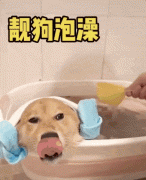 狗多久洗一次澡合适（给