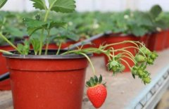 家种草莓用什么当肥料（