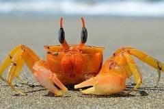 螃蟹是属于哪类动物（介