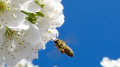 蜜蜂生活习性揭秘（探索