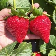 奶油草莓种植时间和方法