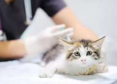 猫疫苗接种周期（了解猫
