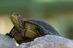 乌龟与金鱼混养的可行性