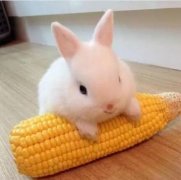 <strong>兔子可否食用玉米（评估</strong>