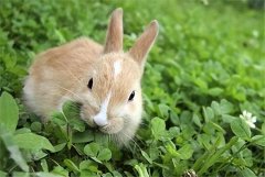 兔子不吃窝边草下一句话