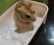 小仓鼠怎么洗澡（给小仓