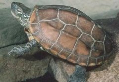 中华草龟养护指南（分享