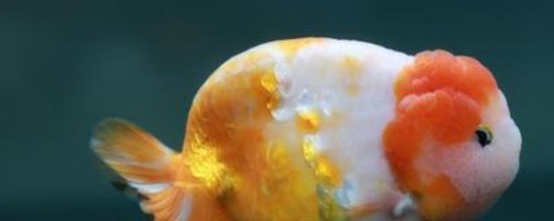 2至3厘米的兰寿金鱼吃什么，熟蛋黄或丰年虾卵都适合喂养