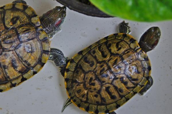 5厘米的巴西龟怎么养，需定期晒太阳及合理喂食