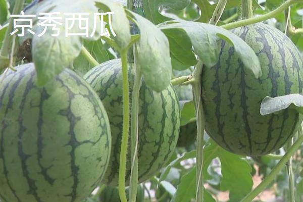 5月份的西瓜是不是反季节水果，不是反季节水果、此时有部分早熟品种