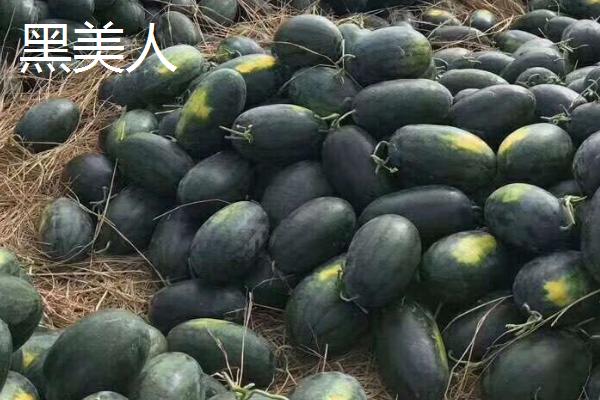 5月份的西瓜是不是反季节水果，不是反季节水果、此时有部分早熟品种