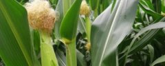 DK1777玉米种子特征特性，