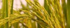 19香水稻种简介，大田用种