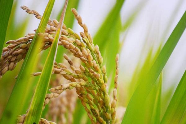 C两优361水稻种子简介，播种前宜用咪鲜胺浸种