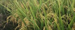 Y两优1928水稻种的特征特性