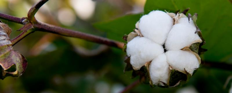 11月份棉花价格多少钱一斤，棉花价格行情如何