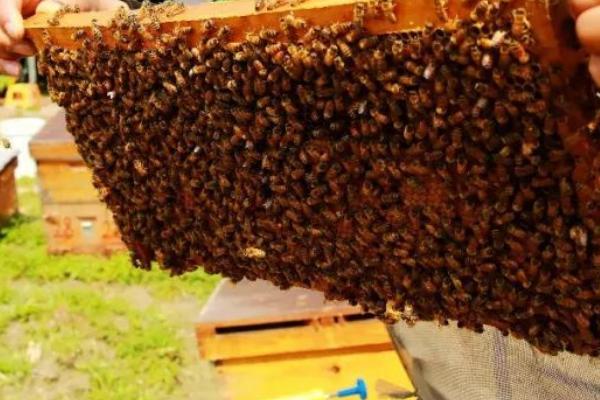 11月份收回的蜜蜂能否养活，可以养活但要做好喂食和保温工作