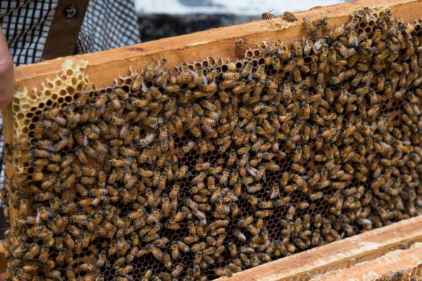 11月份收回的蜜蜂能否养活，可以养活但要做好喂食和保温工作