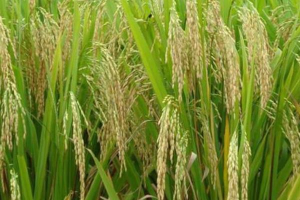 Y两优971水稻品种简介，秧田亩播种量10.0千克